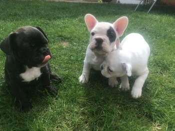 Healthy Male And Females French Bulldogs