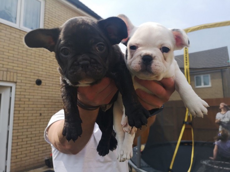 Healthy Male And Females French Bulldogs