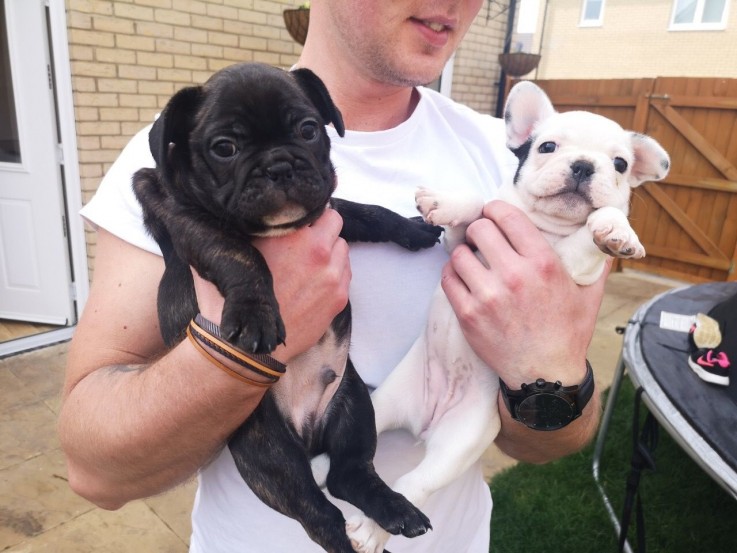 Healthy Male And Females French Bulldogs