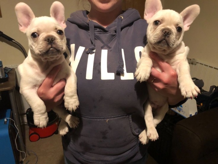 Healthy Male And Females French Bulldogs