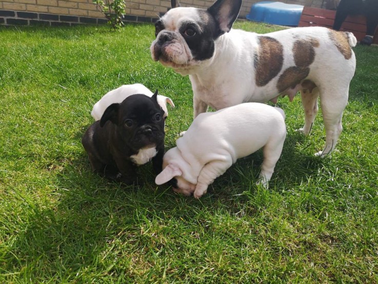 Healthy Male And Females French Bulldogs