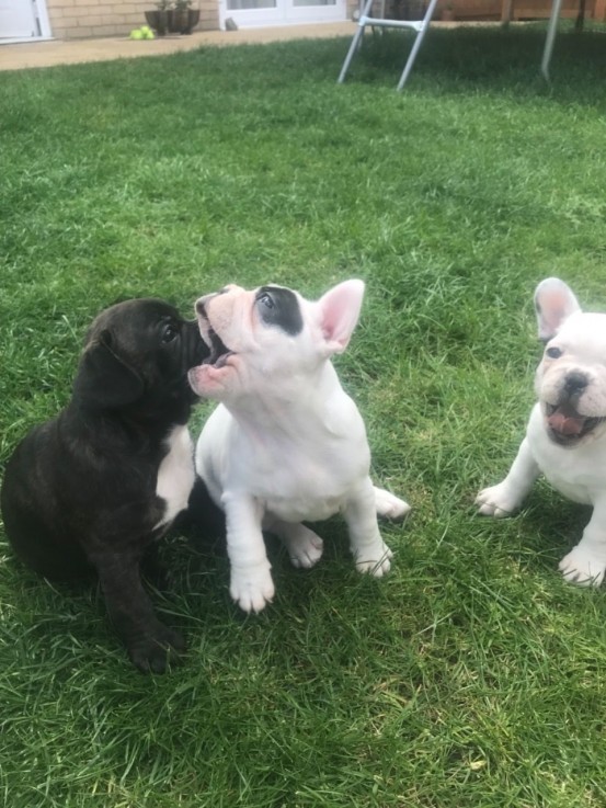 Beautiful French Bulldog Puppies