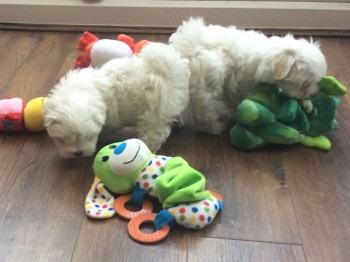 3 Months Old Maltese Puppies