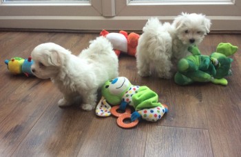 3 Months Old Maltese Puppies