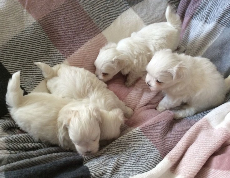 3 Months Old Maltese Puppies