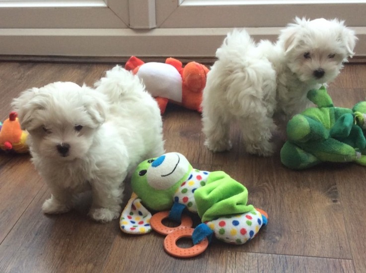 3 Months Old Maltese Puppies