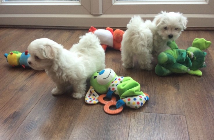 Males And Females Maltese Puppies