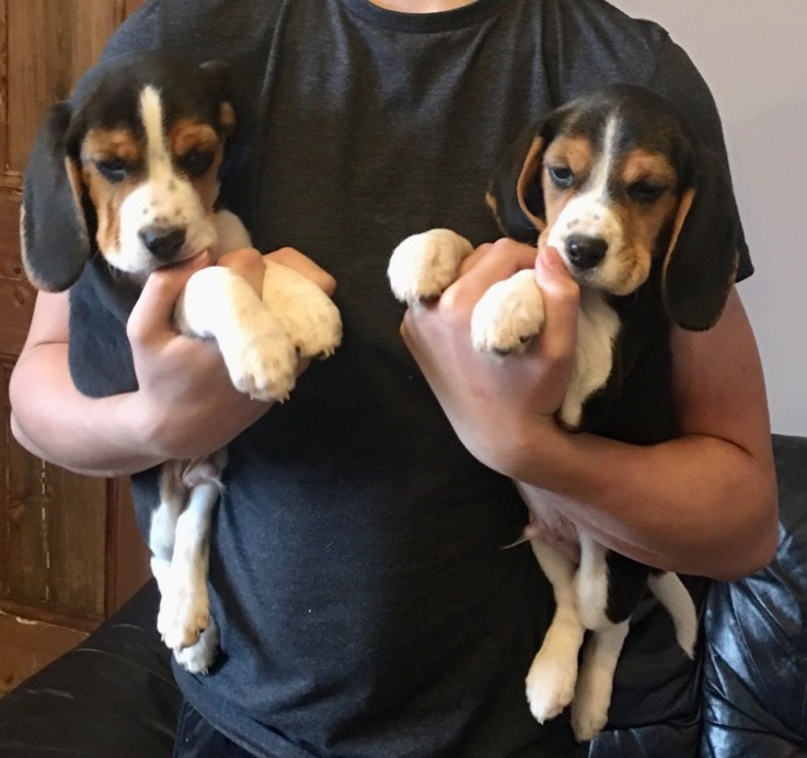 Home raised Beagle Puppies