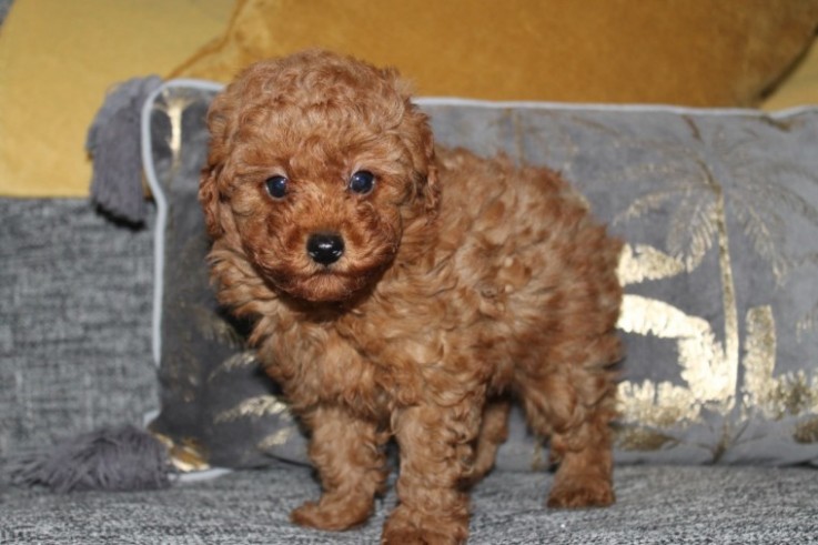 Beautiful  Poodle Puppies