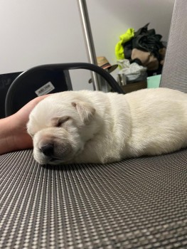 Labrador retriever puppies