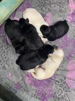 Labrador retriever puppies