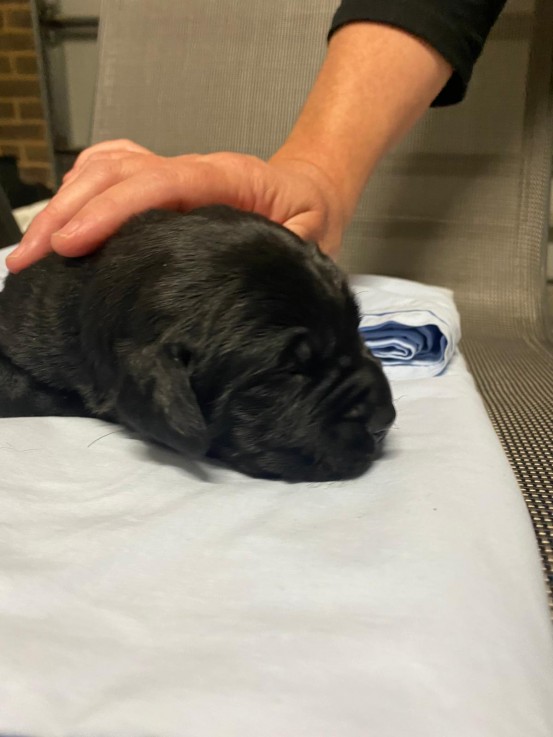 Labrador retriever puppies