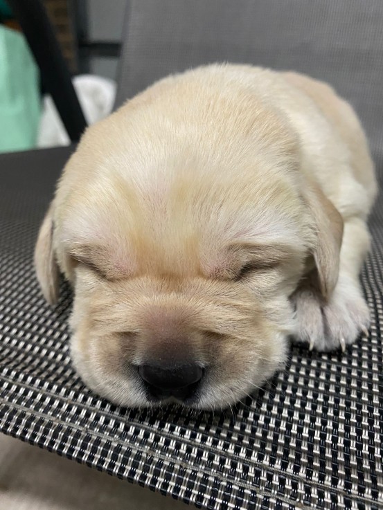 Labrador retriever puppies