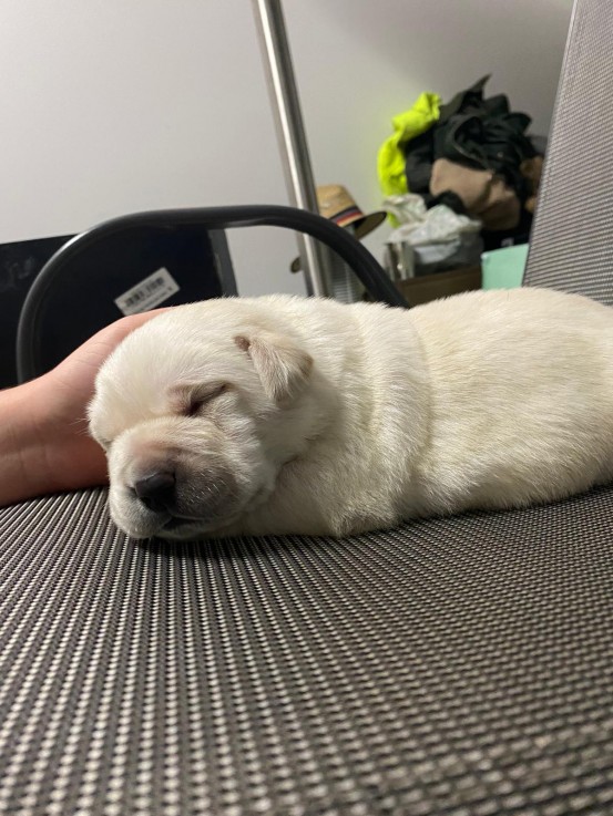 Labrador retriever puppies