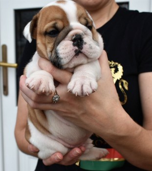 Vaccinated English Bulldog Puppies