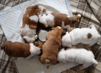 Vaccinated English Bulldog Puppies