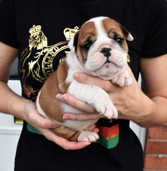 Vaccinated English Bulldog Puppies