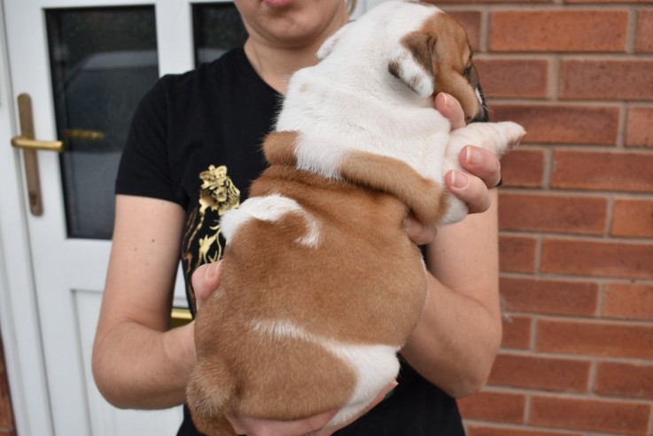 Vaccinated English Bulldog Puppies