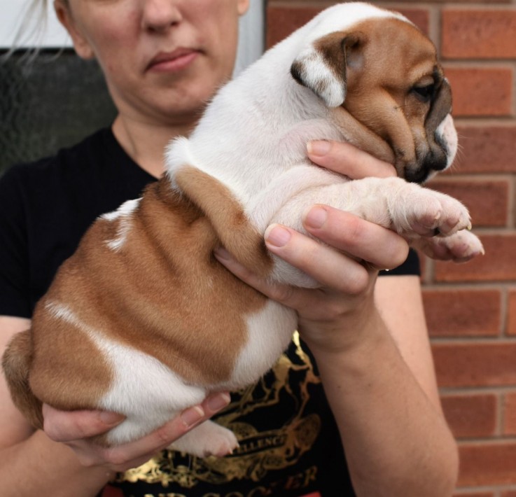 Vaccinated English Bulldog Puppies