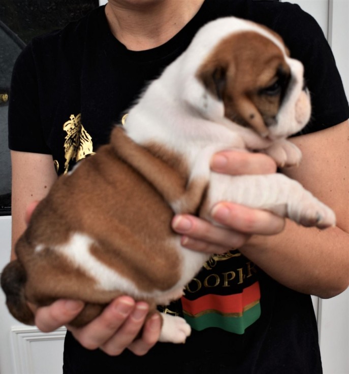 Vaccinated English Bulldog Puppies