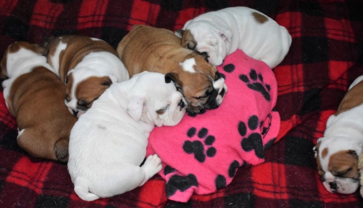 Males And Female English Bulldog Puppies