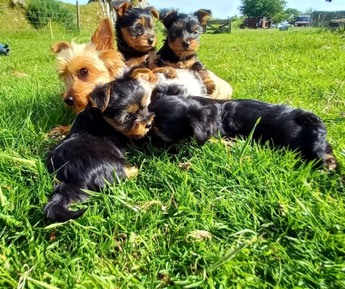 Beautiful Yorkshire Terrier puppies 