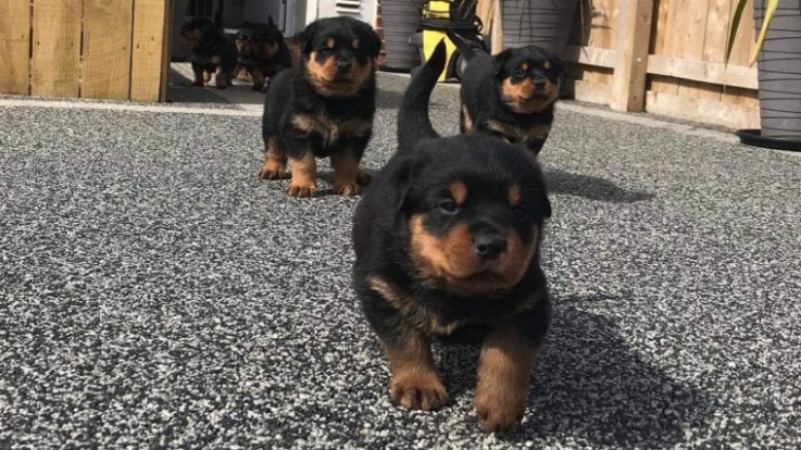 Rottweilers Puppies