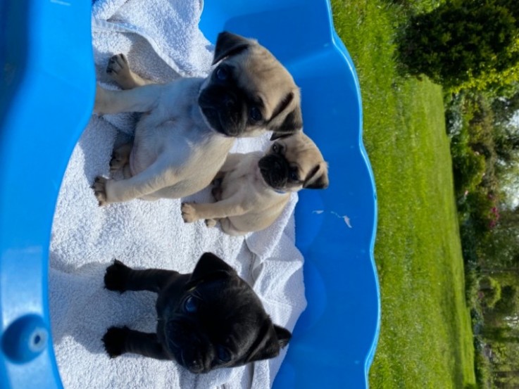 pugs  Puppies