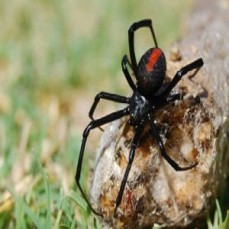 Pest Control Nudgee