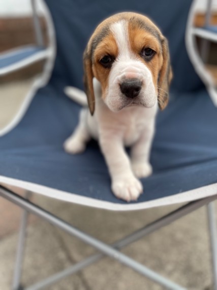  Beautiful Beagle Puppies