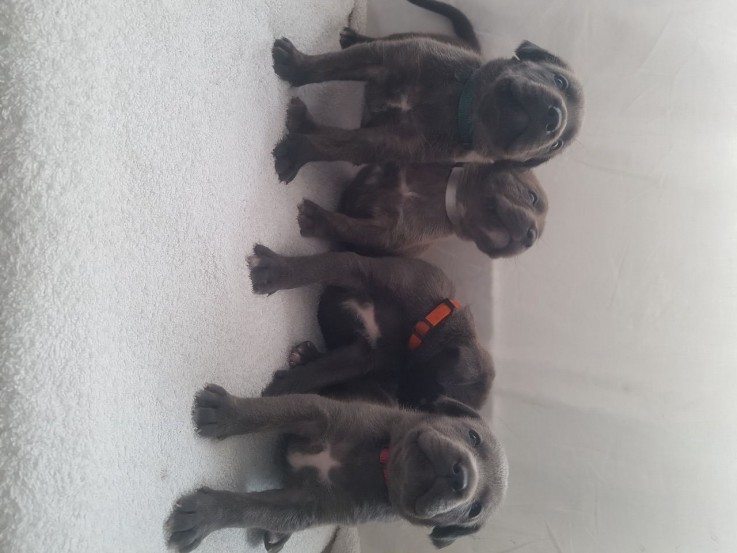 Cane Corso  Puppies