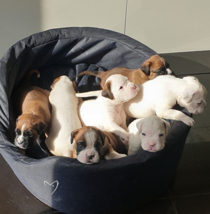 Boxer  Puppies