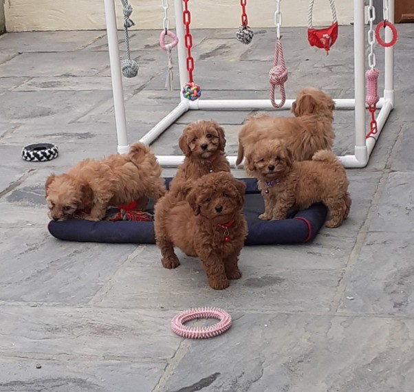 Cavapoo Puppies 