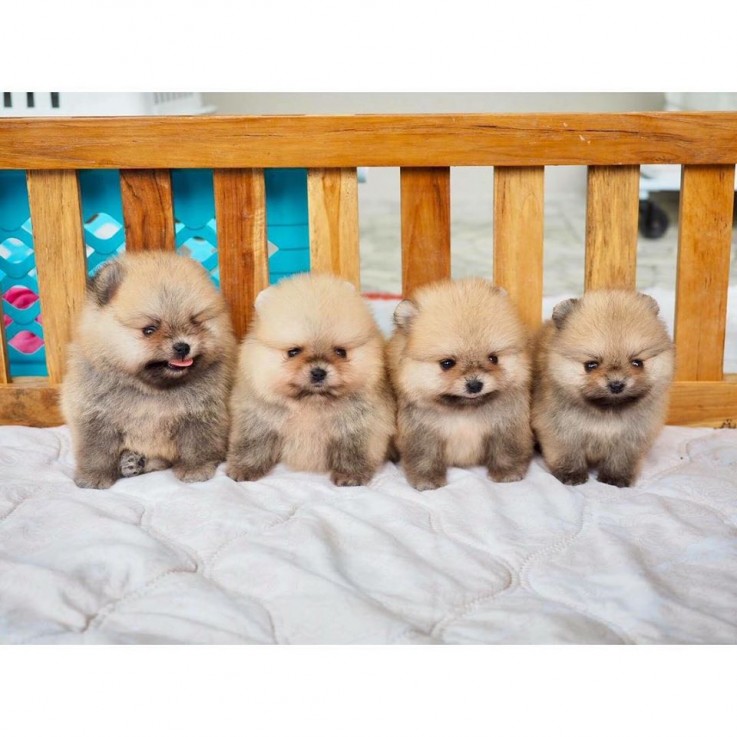 Quality AKC Pomeranian Puppies.