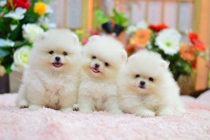 Quality AKC Pomeranian Puppies.