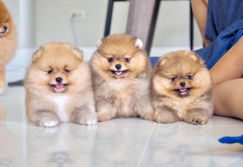 Quality Purebred Pomeranian Puppies.