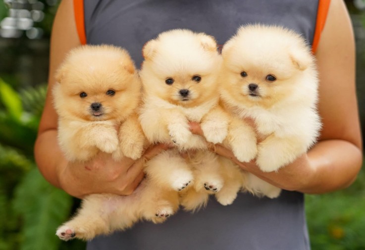 Quality Purebred Pomeranian Puppies.