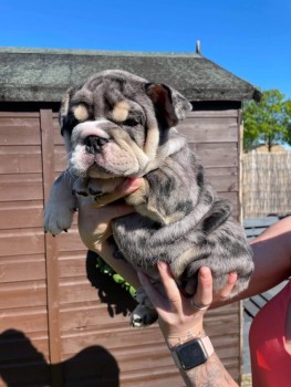 British Bulldog for sale