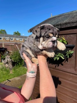 British Bulldog for sale