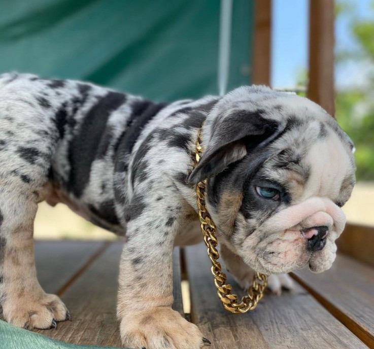 British Bulldog for sale