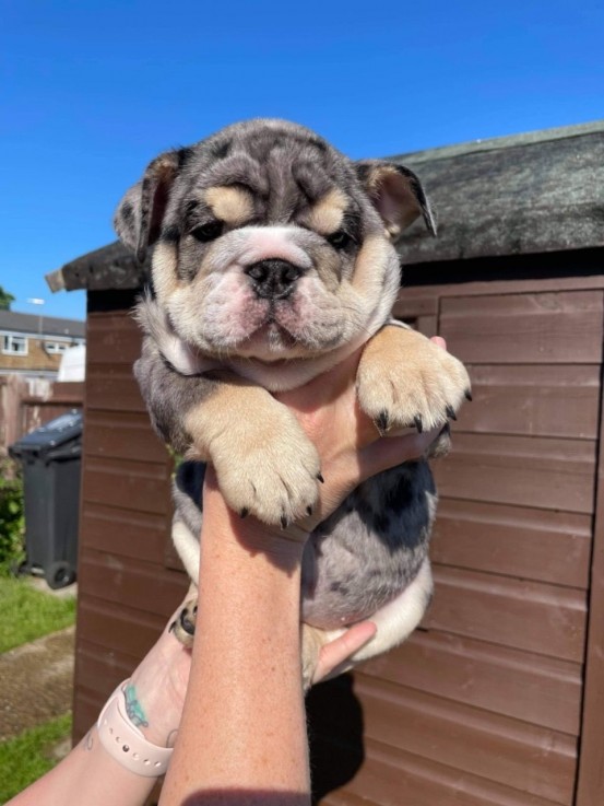 British Bulldog for sale