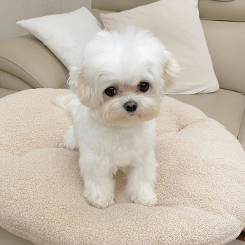 Two Top Class Maltese Puppies Available 