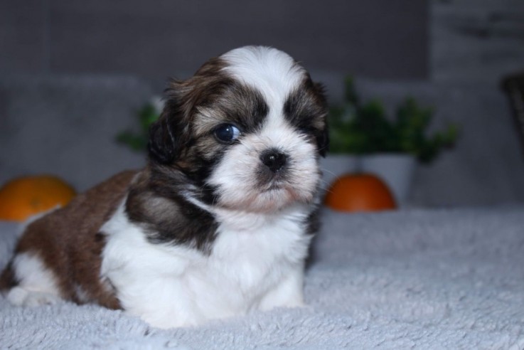 Beautiful Imperial Shih Tzu Puppies for 