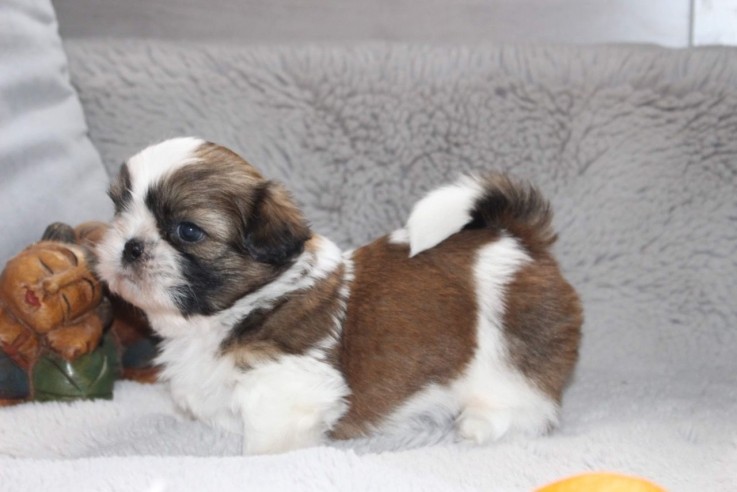 Beautiful Imperial Shih Tzu Puppies for 