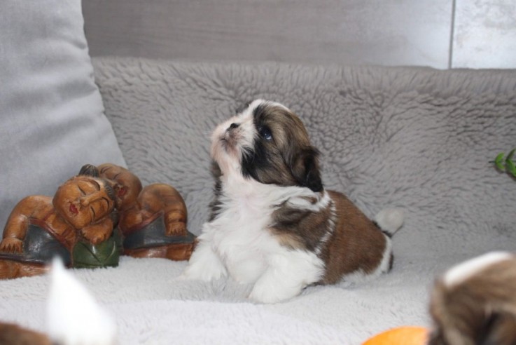 Beautiful Imperial Shih Tzu Puppies for 