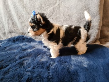 Yorkie Puppies Males & Females for sale 