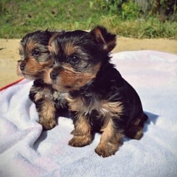 Registered Yorkie Puppies for sale 