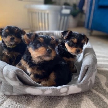 Registered Yorkie Puppies for sale 