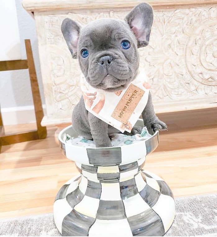 Cute French  Bulldog Puppies for sale 