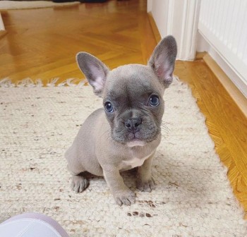 Cute french Bulldog Puppy for sale 